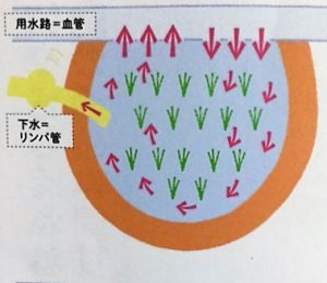 さとう式リンパケアで大切な「巡りやすい体」のつくり方とリンパの仕組み